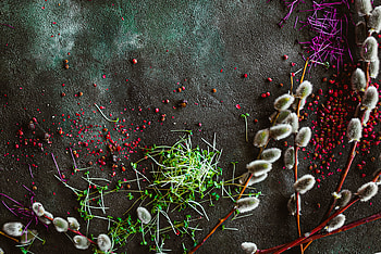 Plants, Miscellanea, Miscellaneous, Texture, Spice, Spices, Pussy Willow, Verba HD wallpaper