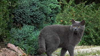 Chartreux Cat, Breed , Grey cat walking, Chartreux breed HD wallpaper