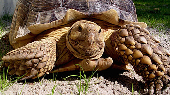 Adorable tortoise portraits, Cute and cuddly, Gentle herbivores, Endearing reptiles HD wallpaper