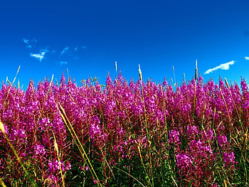 summer flowers, summer, flowers HD wallpaper