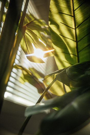 Leaves, Plant, Glare, Shine, Light, Miscellanea, Miscellaneous HD phone wallpaper