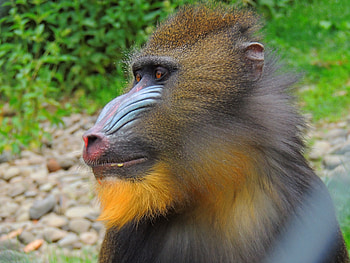 Animals, Muzzle, Monkey, Fur, Mandrill HD wallpaper
