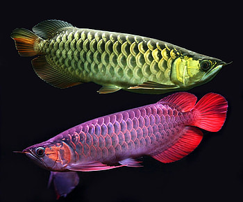 Arowana fish (Feng Shui), Arwana HD wallpaper