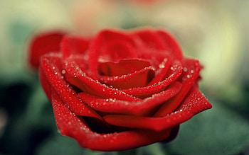 Drops, Flower, Macro, Rose Flower, Rose, Petals HD wallpaper