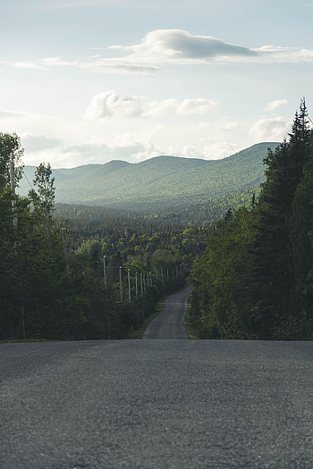 Nature, Trees, Road, Forest, Asphalt, Dahl, Distance HD phone wallpaper