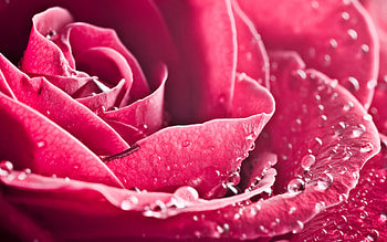 Plants, Flowers, Background, Roses HD wallpaper