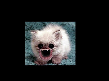 creepy cat, freaky, cat, black, creepy HD wallpaper