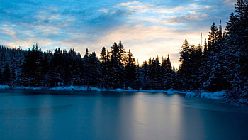 Pine Tree, Lake with trees HD wallpaper