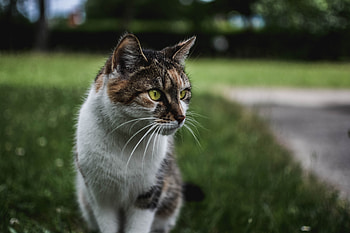 Animals, Cat, Muzzle, Sits, Is Sitting, Observation HD wallpaper