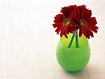 Flowers, Gerberas, Vase, Three HD wallpaper