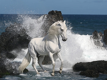 Horses, Animals, Sea HD wallpaper