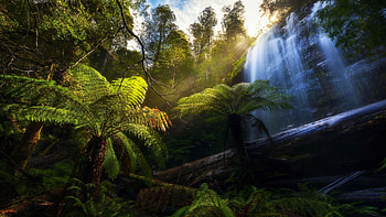 Marriotts Falls, Mount Field National Park, Tasmania, Australia, sky, river, cascades, trees, rocks, palm trees HD wallpaper
