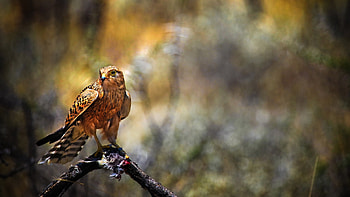 Animals, Birds HD wallpaper