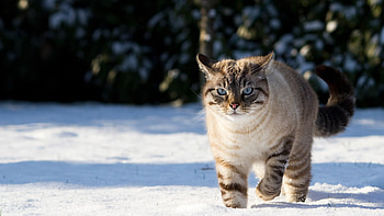 Animals, Cats HD wallpaper