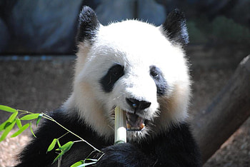 panda, eating, bamboo, nature, china, wild HD wallpaper
