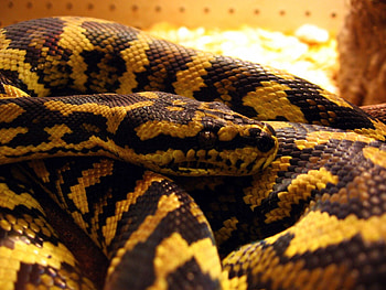 Animals, Muzzle, Spotted, Color, Snake HD wallpaper