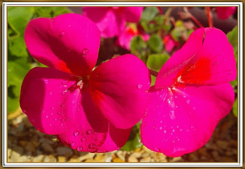 PRETTY GERANIUM, FLOWER, GERANIUM, PRETTY HD wallpaper