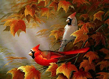 Cardinals birds - Autumn Cardinals - 95116 HD wallpaper