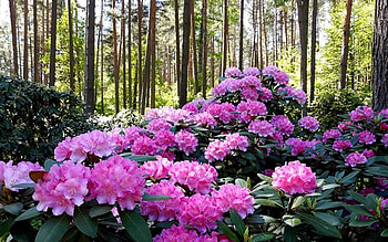 Rhododendrons, Latvia, pink, forest HD wallpaper