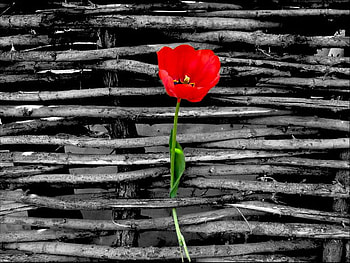 tulip, simple, lonely, red, beauty HD wallpaper