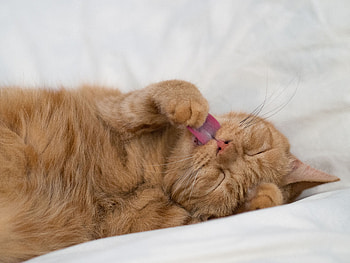 Funny, Animals, Cat, Protruding Tongue, Tongue Stuck Out, Paw HD wallpaper