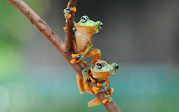Frogs, animal, nature, graphy HD wallpaper