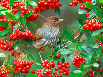 Birds, Animals HD wallpaper