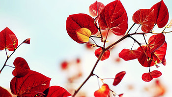 Plants, Leaves HD wallpaper