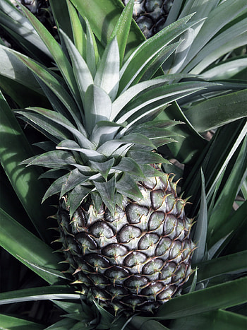 Compo expert, Pineapple, Supplier, Food HD phone wallpaper
