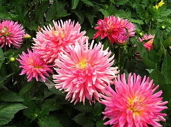 Flowers, Greens, Flower Bed, Flowerbed, Dahlias HD wallpaper
