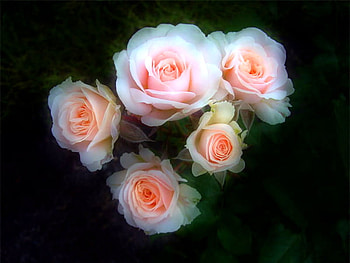 Petals of pink, pink, white, roses, black background, flowers HD wallpaper