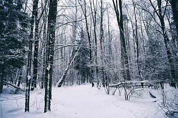 Dense, forest, winter, trees HD wallpaper