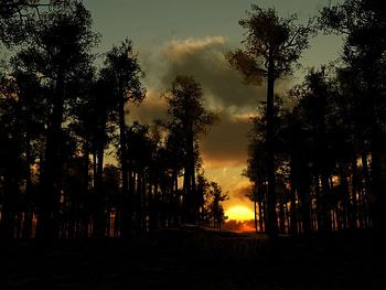 Landscape, Nature, Trees, Sunset HD wallpaper