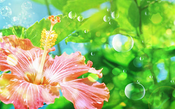 Plants, Flowers HD wallpaper