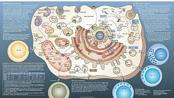 Category archives biology ecology page 6 cell anatomy b thesistut Gallery HD wallpaper
