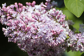 Flowers, Lilac, Branch HD wallpaper