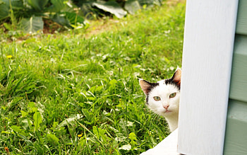Animals, Grass, Cat, Window, Peek Out, Look Out HD wallpaper