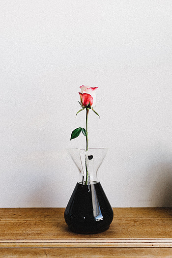 Flowers, Flower, Rose Flower, Rose, Vase HD phone wallpaper