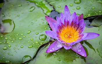 Lily Pad, , Rainforest theme, Frog border HD wallpaper
