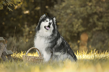 Alaskan Malamute , Background husky, Dog , Alaskan Malamute HD wallpaper