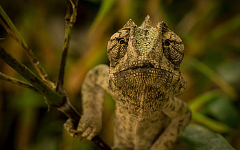 Animals, Reptile, Chameleon, Head HD wallpaper