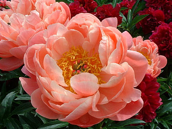 For Wren, flower, green, coral bloom, peony, gift HD wallpaper