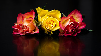 Roses, Trio, Flowers, Reflection HD wallpaper