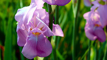 Purple Irises, purple flower, iris, nature, flower HD wallpaper