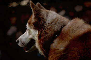 Animals, Dog, Pet, Animal, Fur HD wallpaper