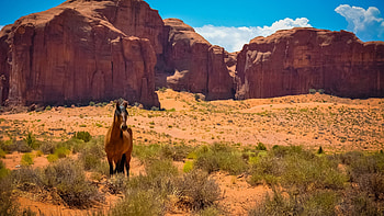 Preview horse, usa, arizona, monument valley, desert, wild west HD wallpaper