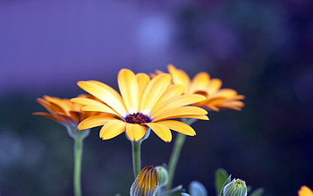 Flowers, Night, Petals, Close-Up, Buds HD wallpaper