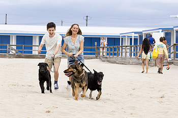 No Hard Feelings - Beachside Joy with Dogs, movie, No Hard Feelings HD wallpaper