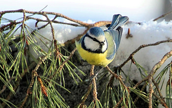 Blue Tit, Latvia, blue, tit, bird, pine HD wallpaper