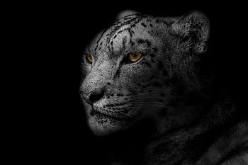 Animals, Leopard, Muzzle, Spotted, Spotty, Predator, Big Cat, Bw, Chb HD wallpaper